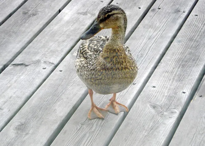 6 Person In * Otterndorf